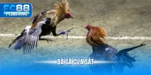đá gà cựa sắt