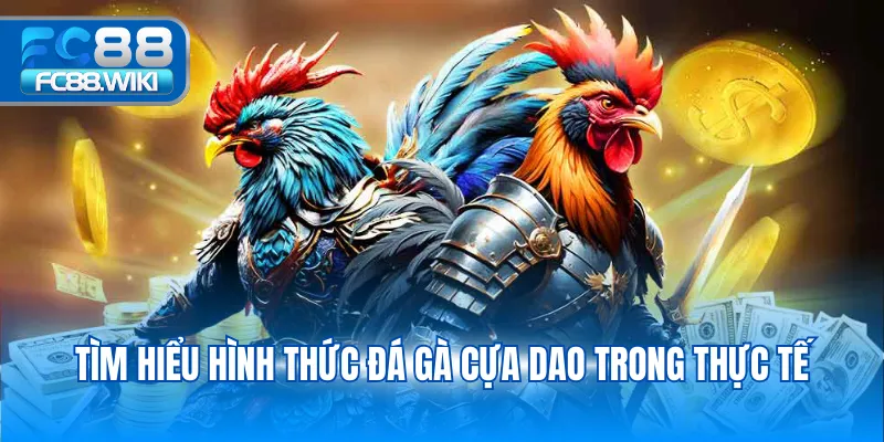 Đá gà cựa dao – Trò chơi kịch tính đậm chất truyền thống tại FC88 Tìm hiểu hình thức đá gà cựa dao trong thực tế